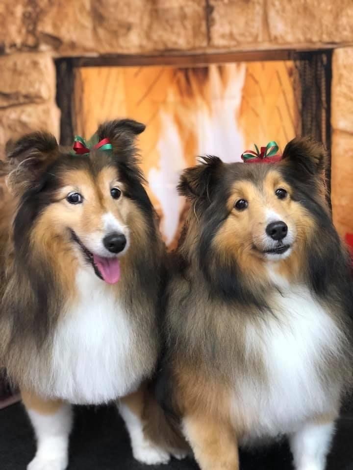 Twin Fury Dog | Punta Gorda, FL | Adorable Dogs