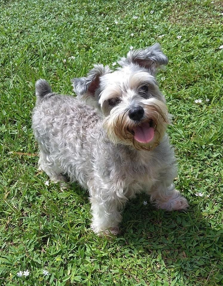 Smiling Ash Gray Dog | Punta Gorda, FL | Adorable Dogs
