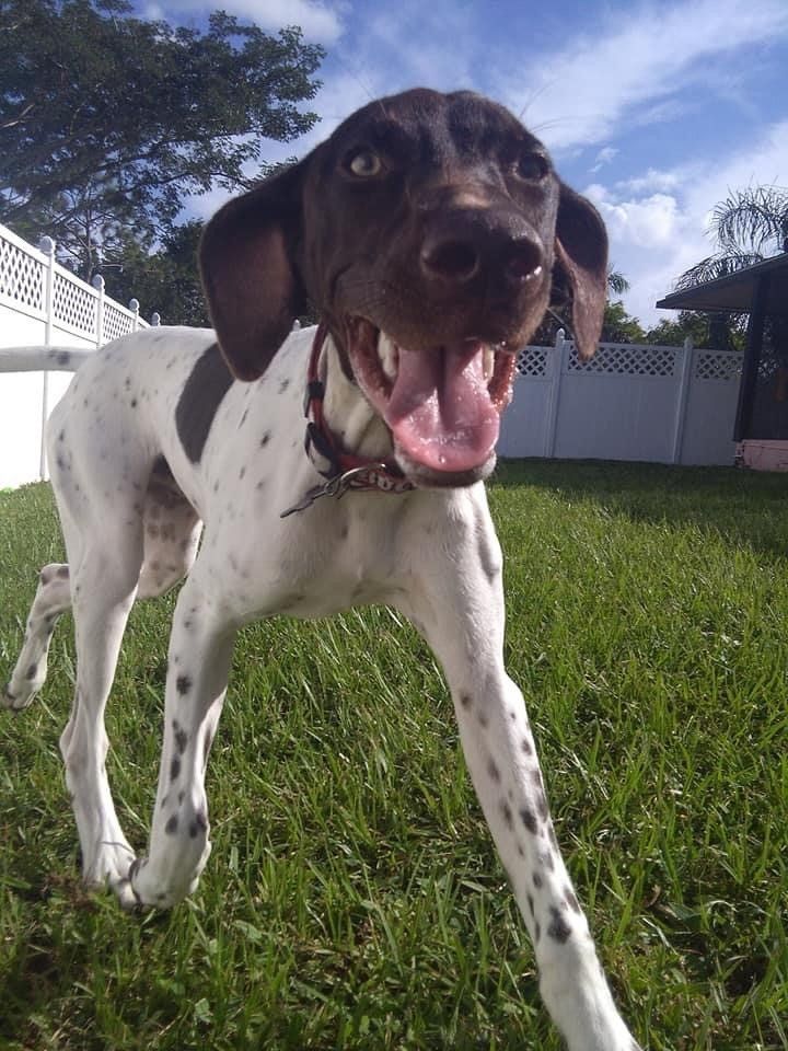 Running Dog | Punta Gorda, FL | Adorable Dogs