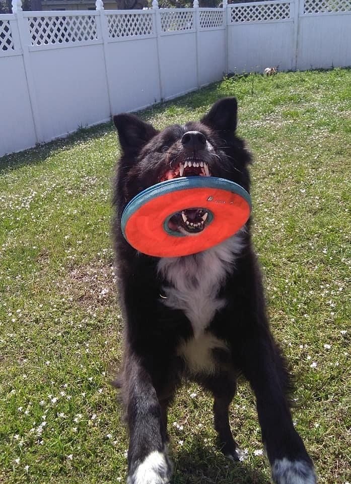 Dog Playing Frisbee | Punta Gorda, FL | Adorable Dogs