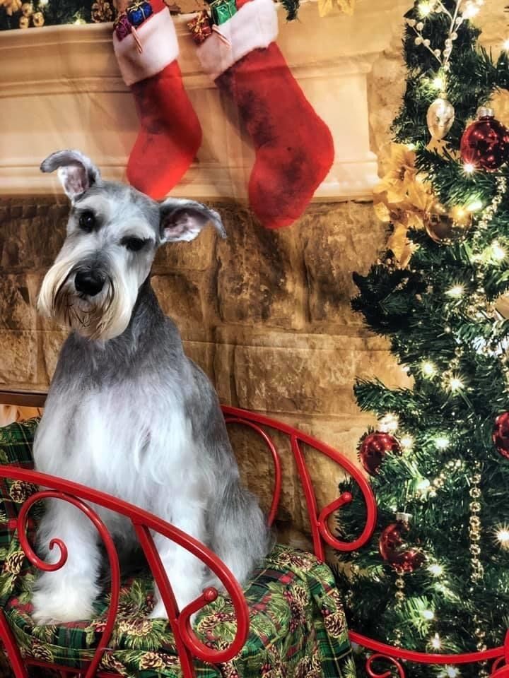 Christmas Dog | Punta Gorda, FL | Adorable Dogs