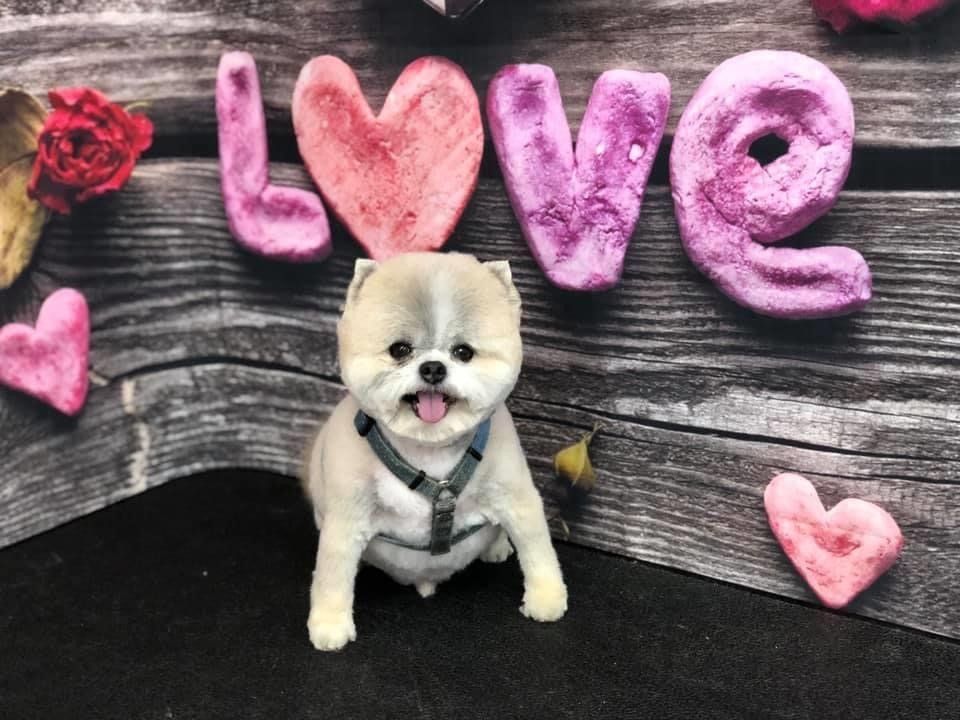 Groomed Puppy | Punta Gorda, FL | Adorable Dogs