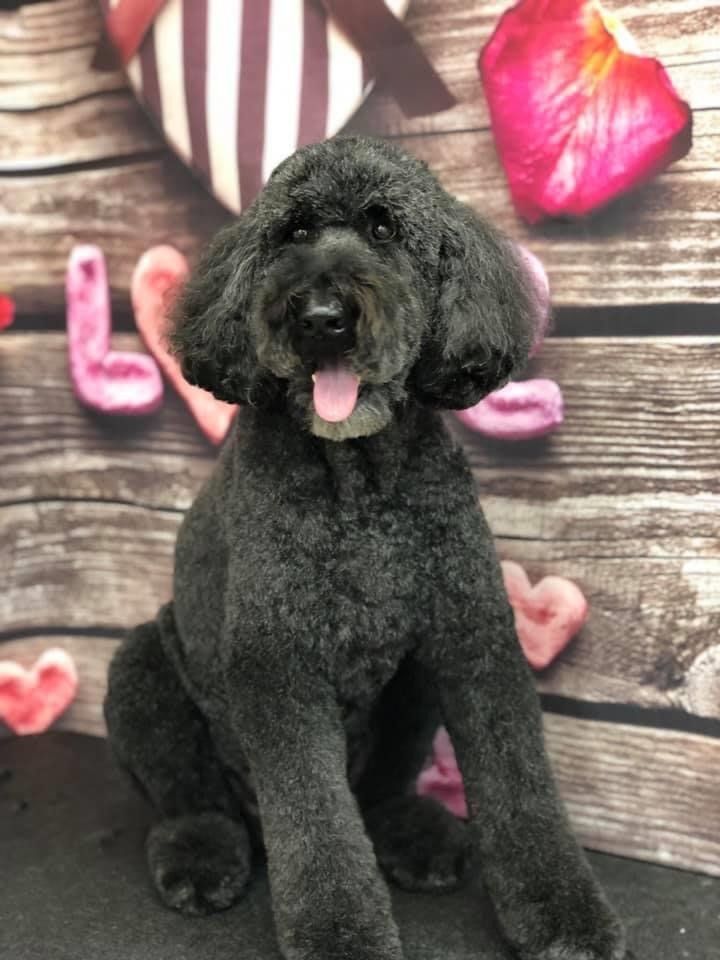 Curly Black Hair Dog | Punta Gorda, FL | Adorable Dogs