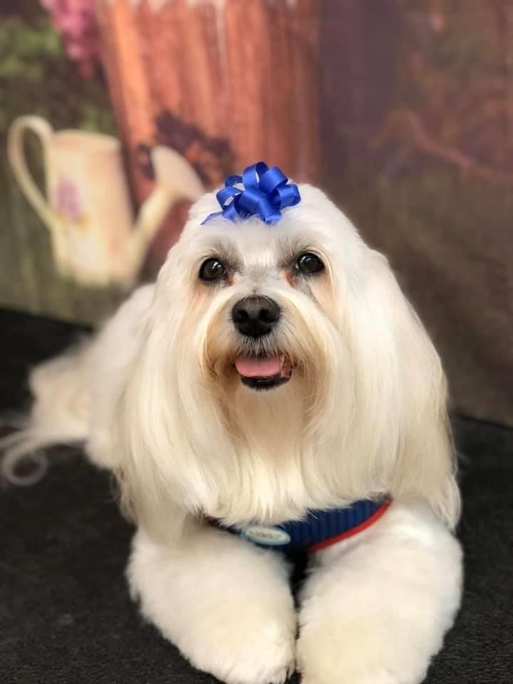 Puppy with Blue Ribbon | Punta Gorda, FL | Adorable Dogs