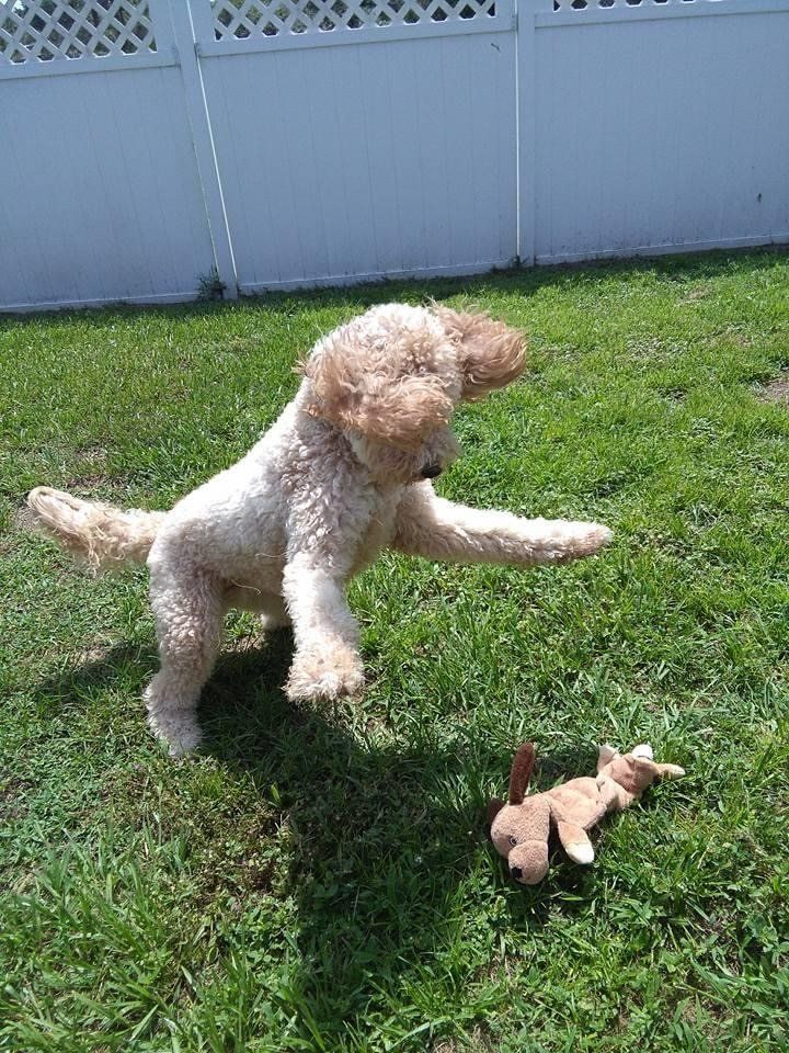 Dog Playing with Stuff Toy | Punta Gorda, FL | Adorable Dogs