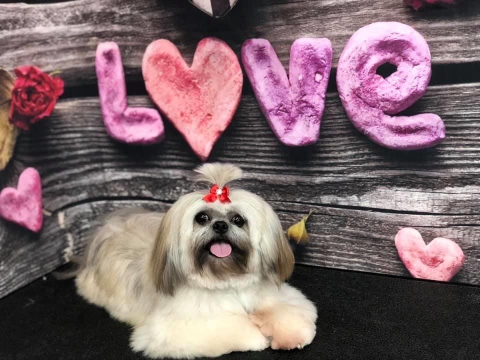 White Ponytail Dog | Punta Gorda, FL | Adorable Dogs