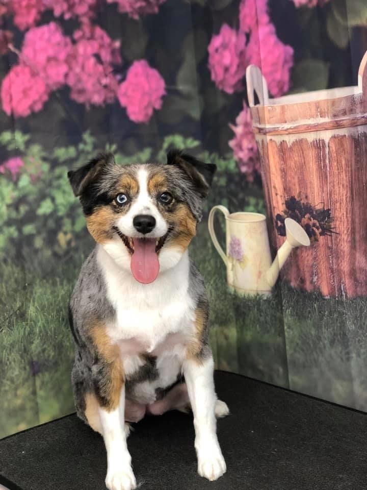 Sitting Cute Dog | Punta Gorda, FL | Adorable Dogs