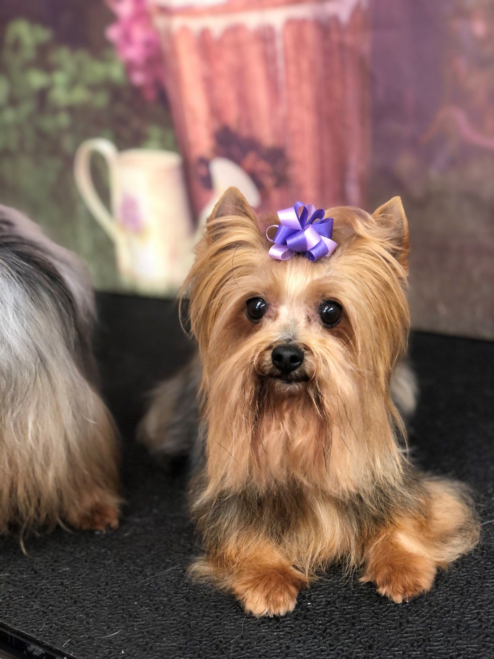 Long Fur Puppy with Ribbon Clip | Punta Gorda, FL | Adorable Dogs
