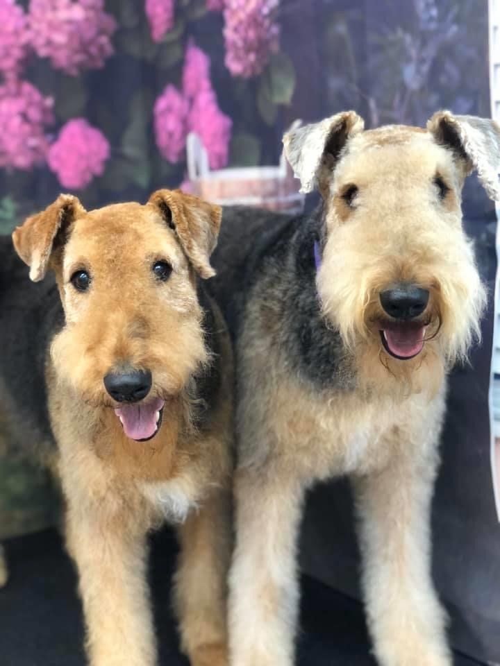 Dog Twins | Punta Gorda, FL | Adorable Dogs