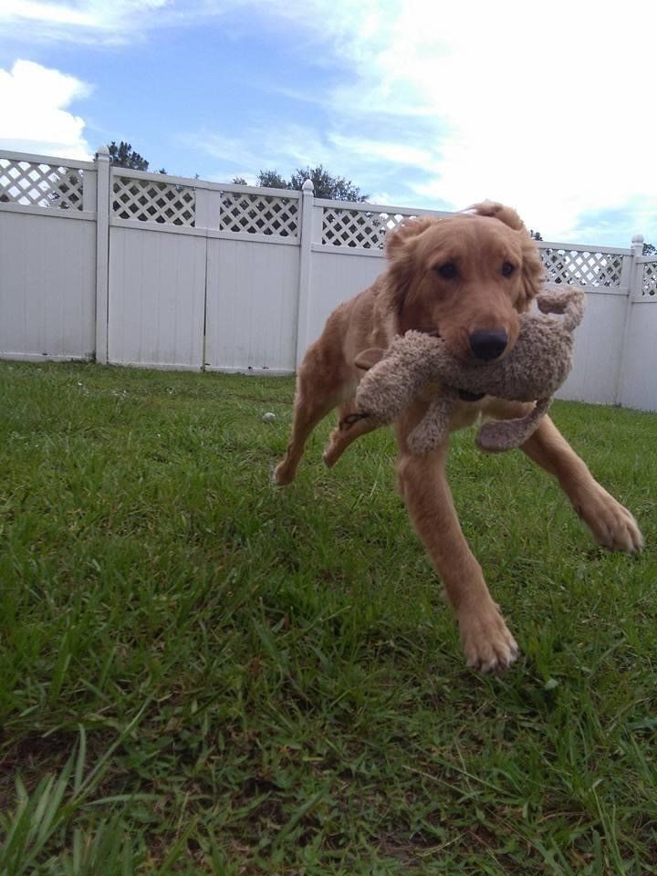 Dog Biting His Toy | Punta Gorda, FL | Adorable Dogs