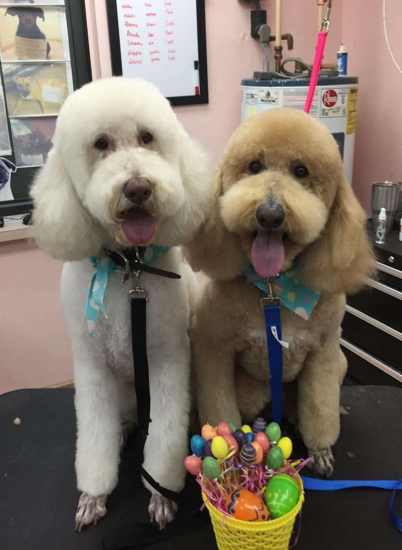 White and Brown Twin Brothers | Punta Gorda, FL | Adorable Dogs