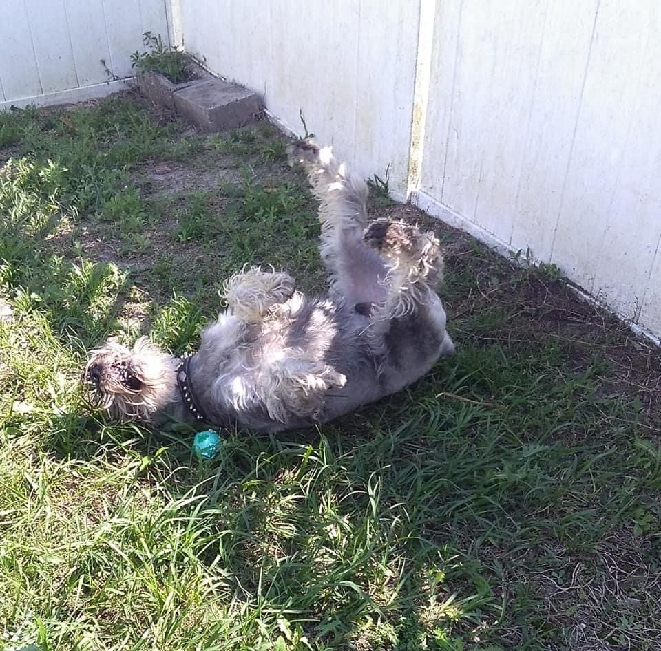 Dog Playing at the Backyard | Punta Gorda, FL | Adorable Dogs