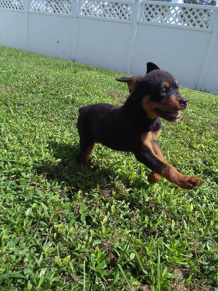 Labrador Puppy | Punta Gorda, FL | Adorable Dogs