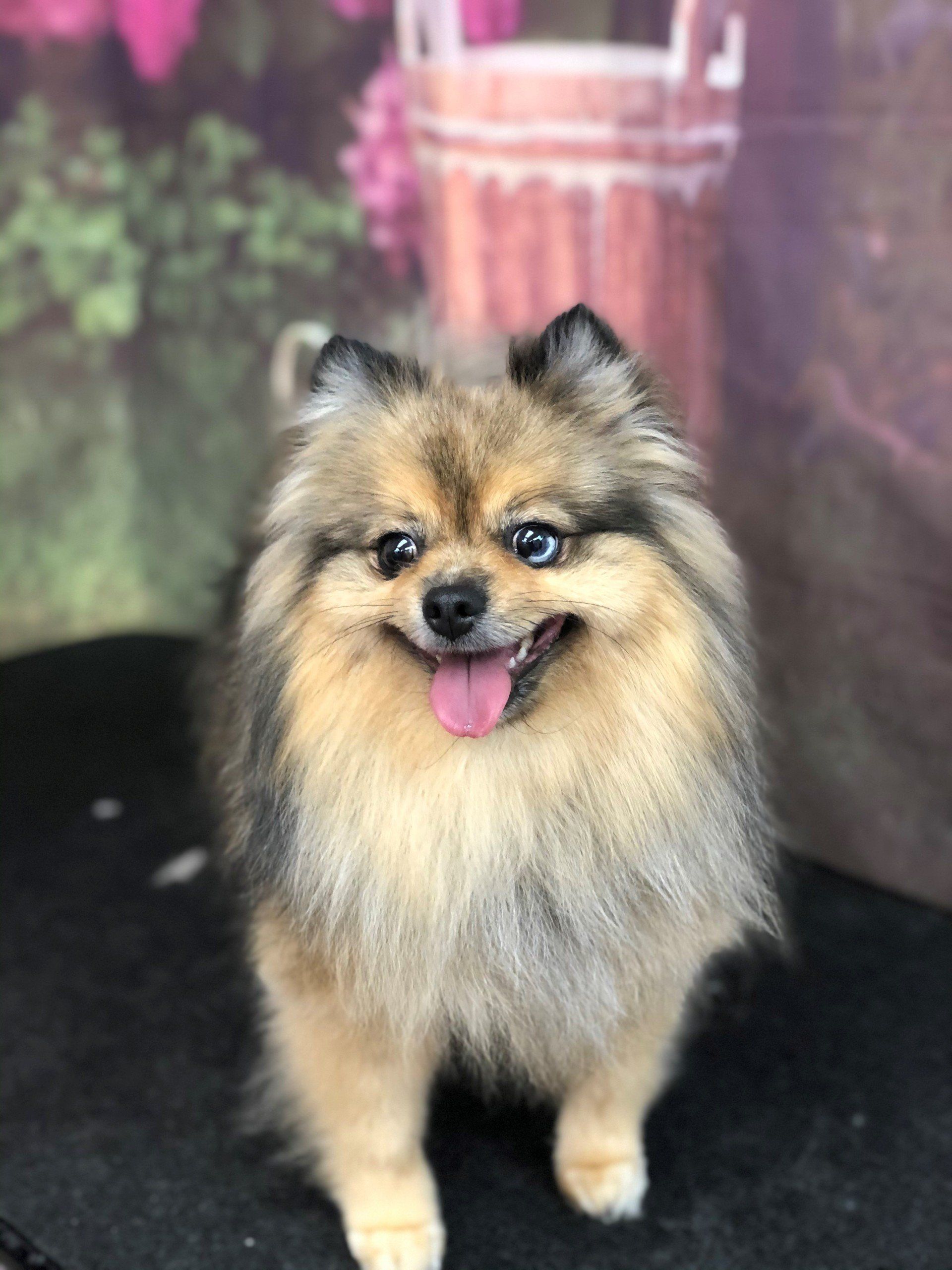 Small Puppy | Punta Gorda, FL | Adorable Dogs