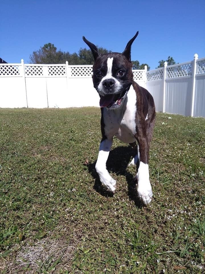 Dog Running at the Backyard | Punta Gorda, FL | Adorable Dogs