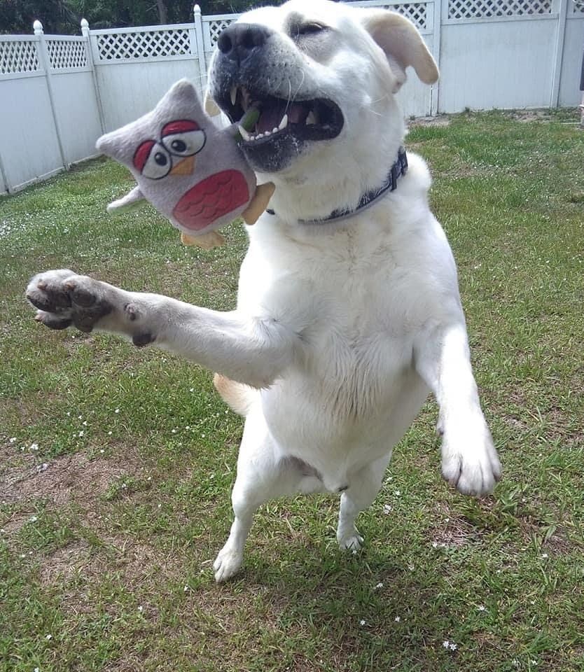 Jumping White Dog | Punta Gorda, FL | Adorable Dogs