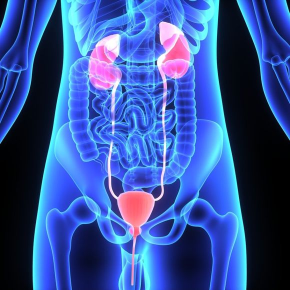 Apparato urologico maschile