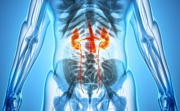 Apparato urologico maschile in evidenza