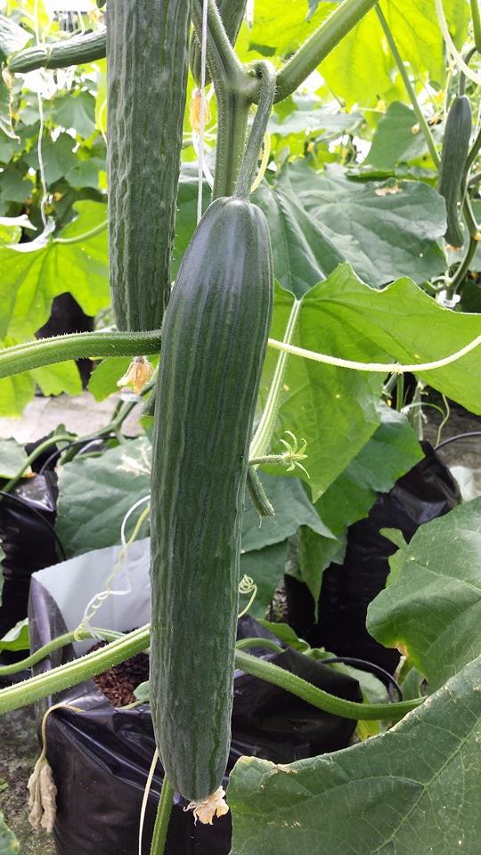 Cucumbers