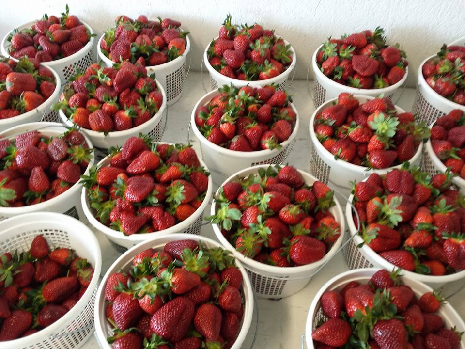 Strawberries