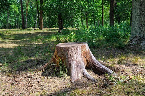 Stump - Lawn Care in Severna Park, MD Stump - Lawn Care in Severna Park, MD