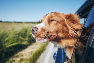 Dog On Window — Palm Beach Gardens, FL — Loving Care Dog Walker and Pet Sitter Services