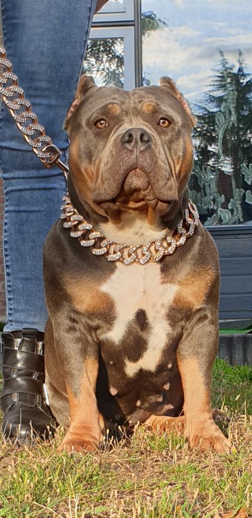 American Bully The House of Unique Bulls