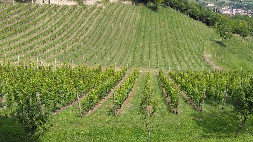 Campo con filari di vite