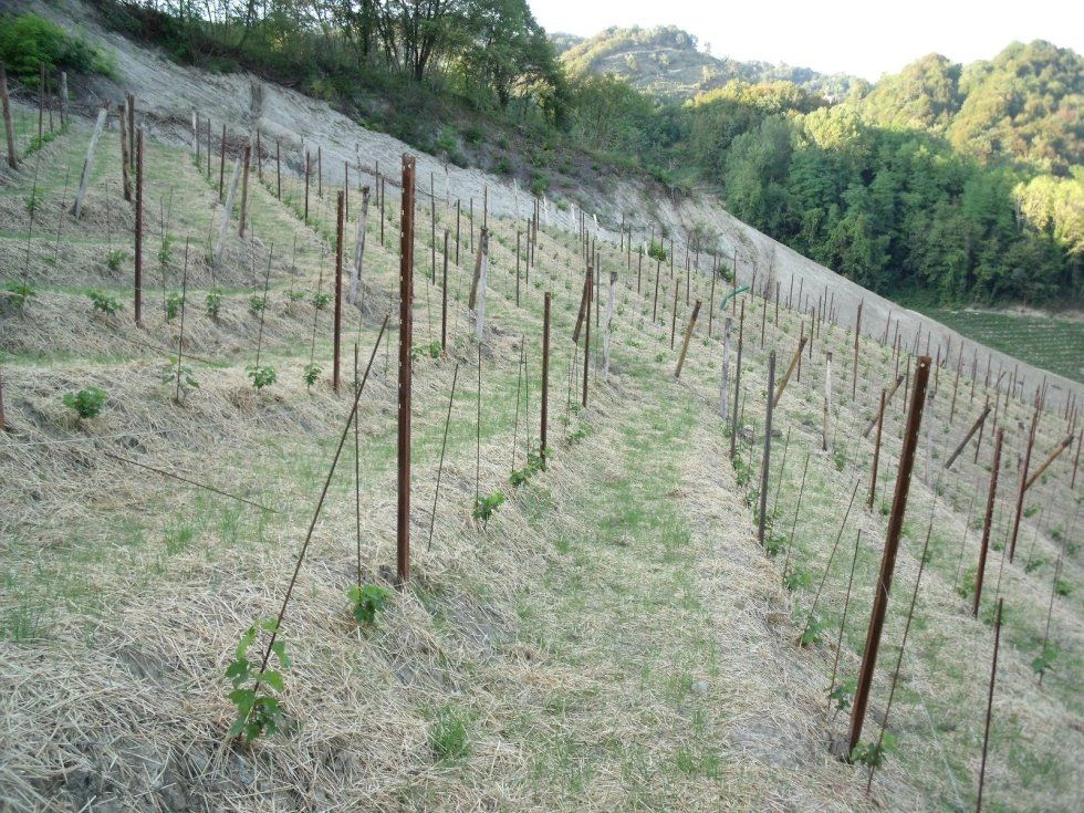 Campo con pali