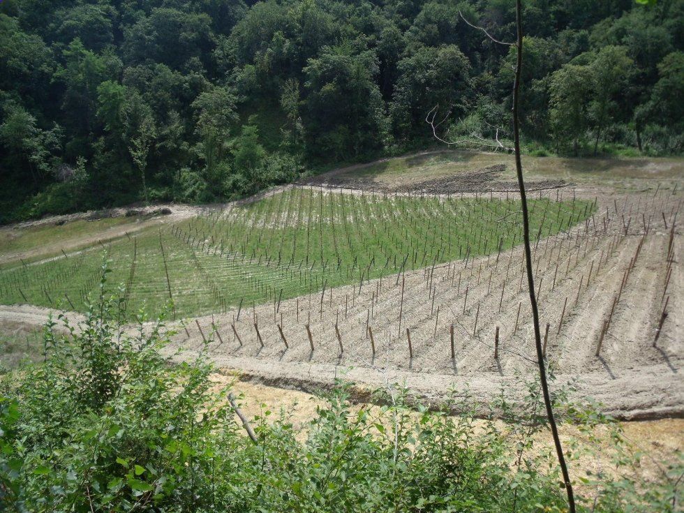 Campo coltivato