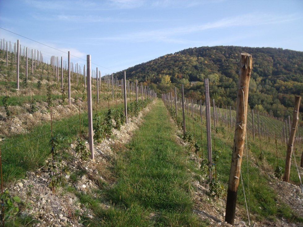 Filari
