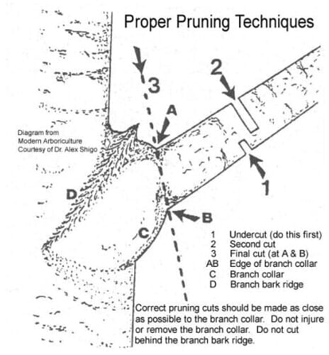 Tree Pruning - Tree Service contractor in Santa Rosa, CA