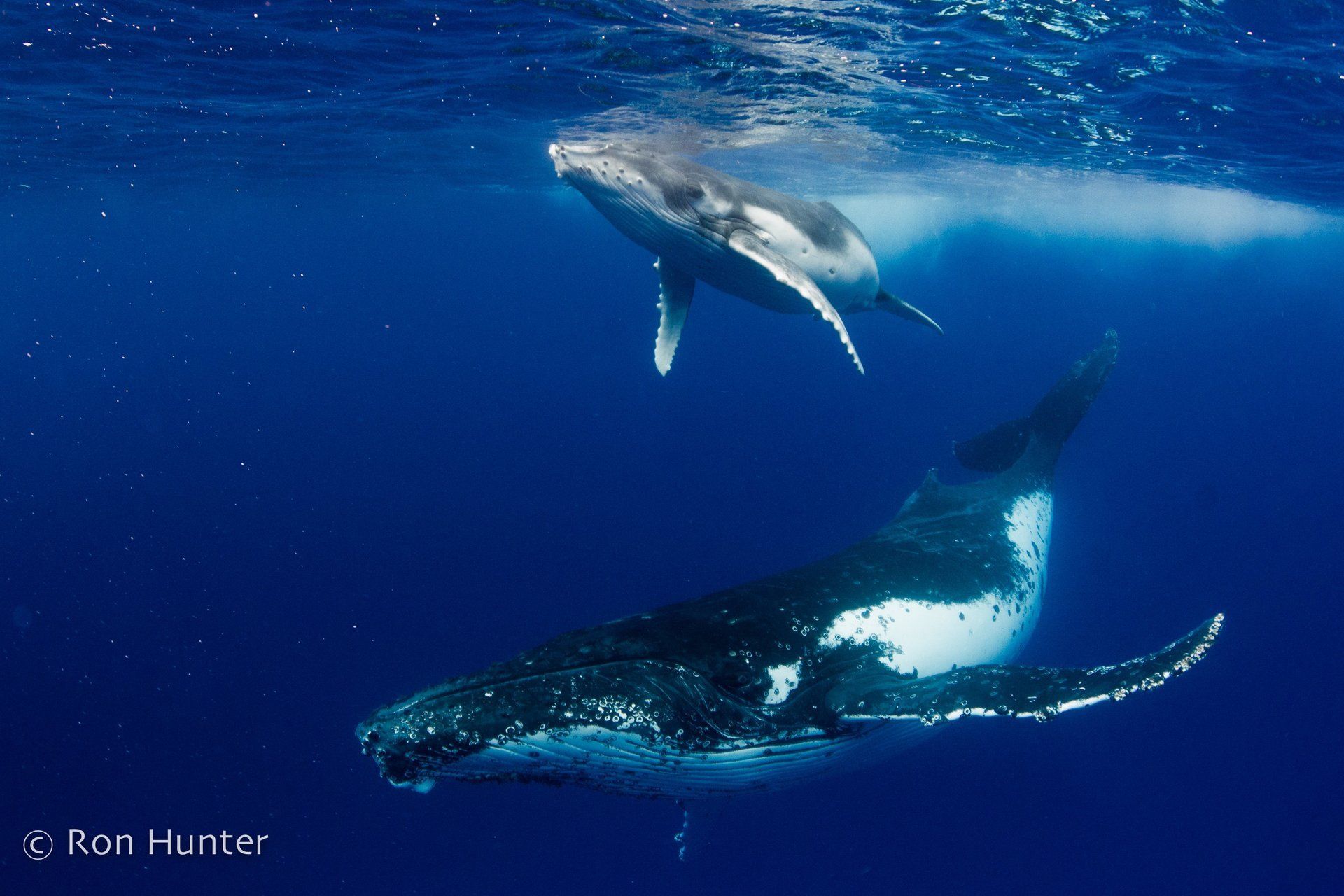 Mother Whale with it's calf above at the surface