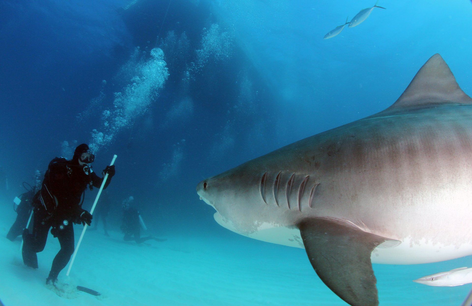 Tiger Shark passing by, towards divers