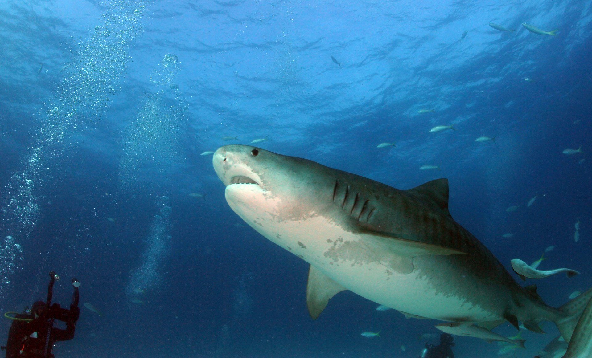 Tiger Shark heading to swim above divers