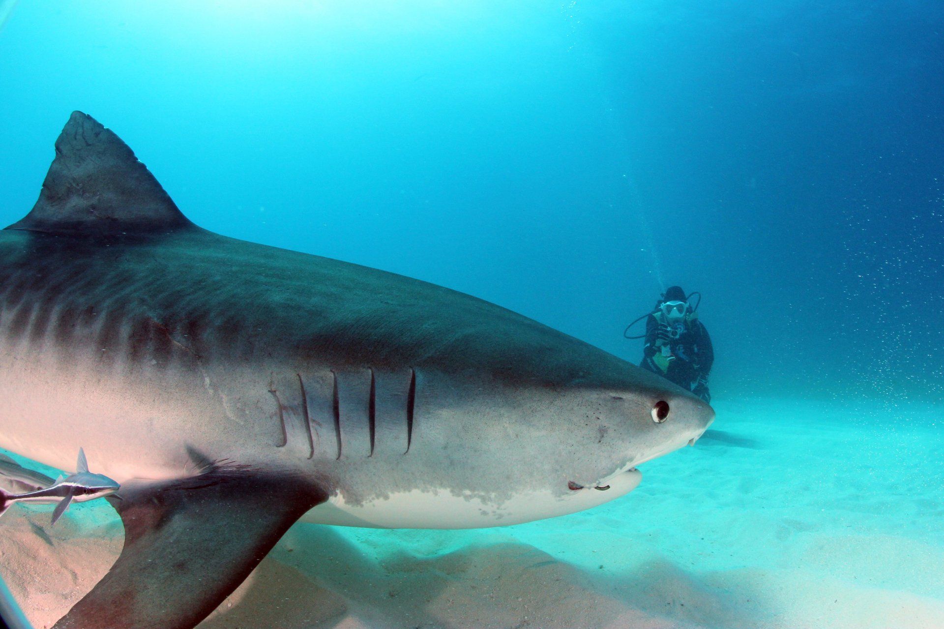Tiger Shark Swimming close by
