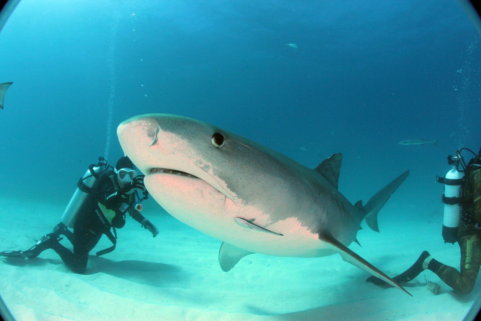 Up close shark, with divers