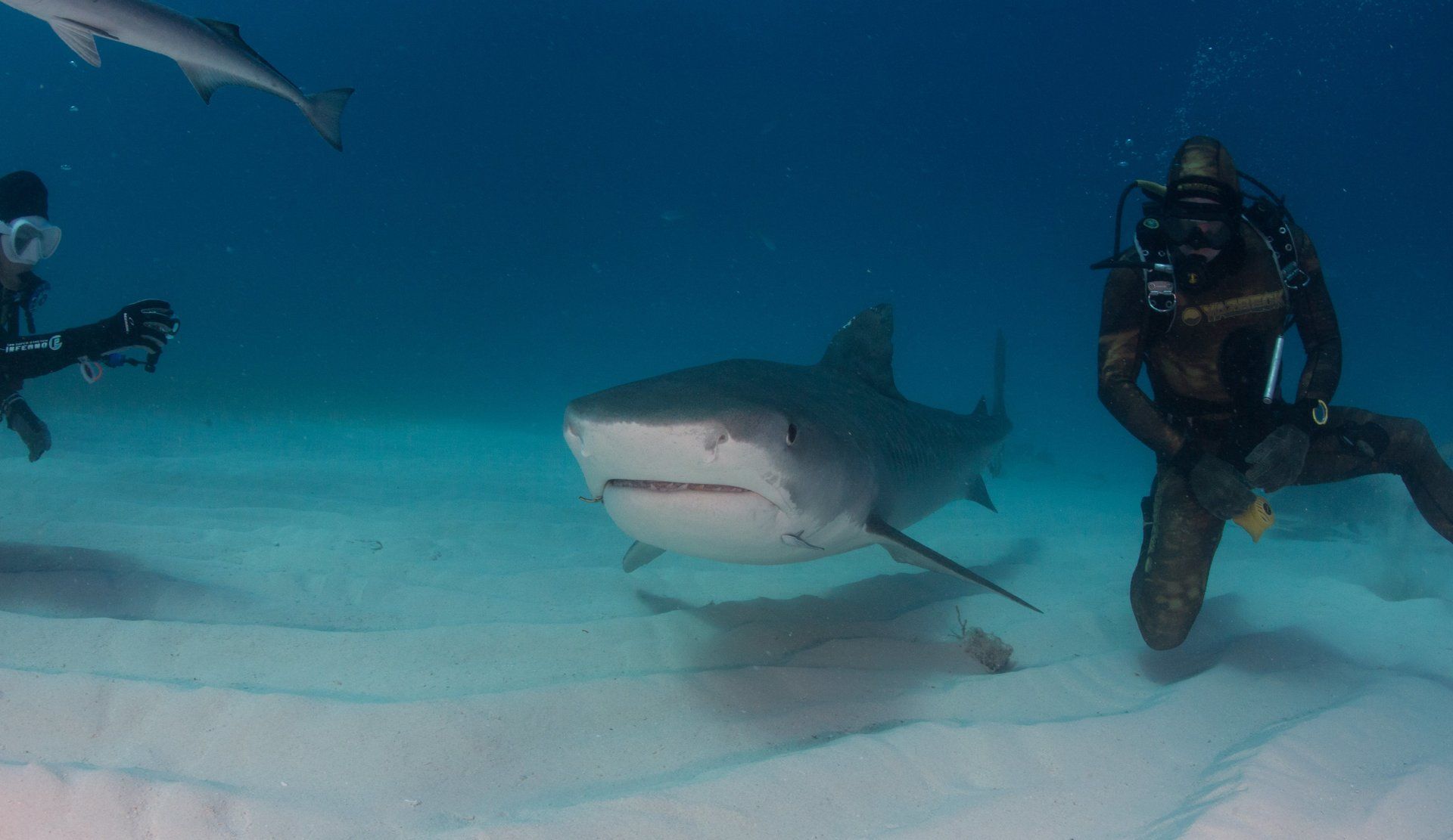 Head on with a Tiger Shark, Diver kneeling nest it