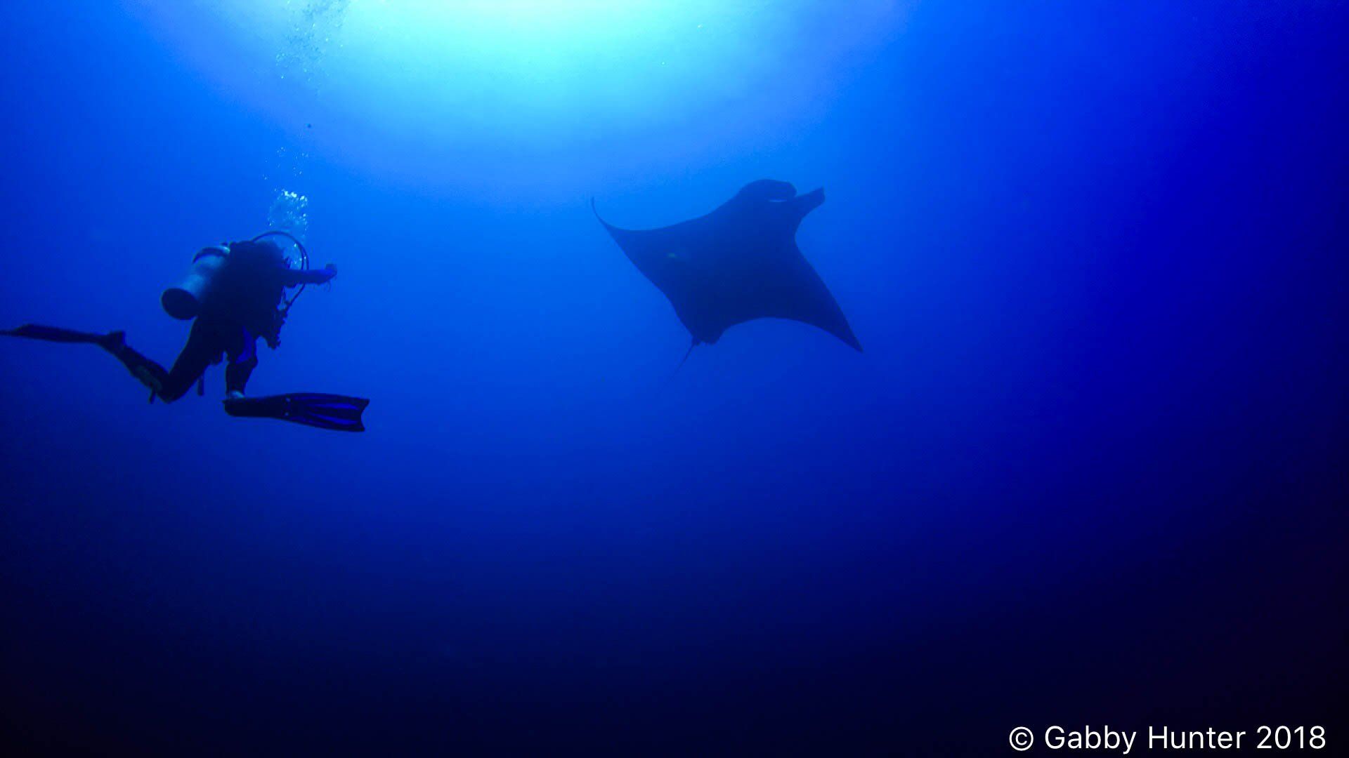Diver and a manta ray