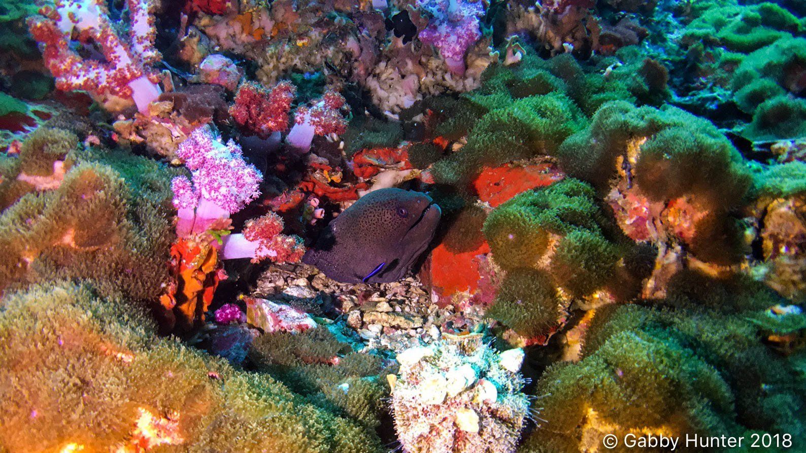 Colourful coral and a purple eel