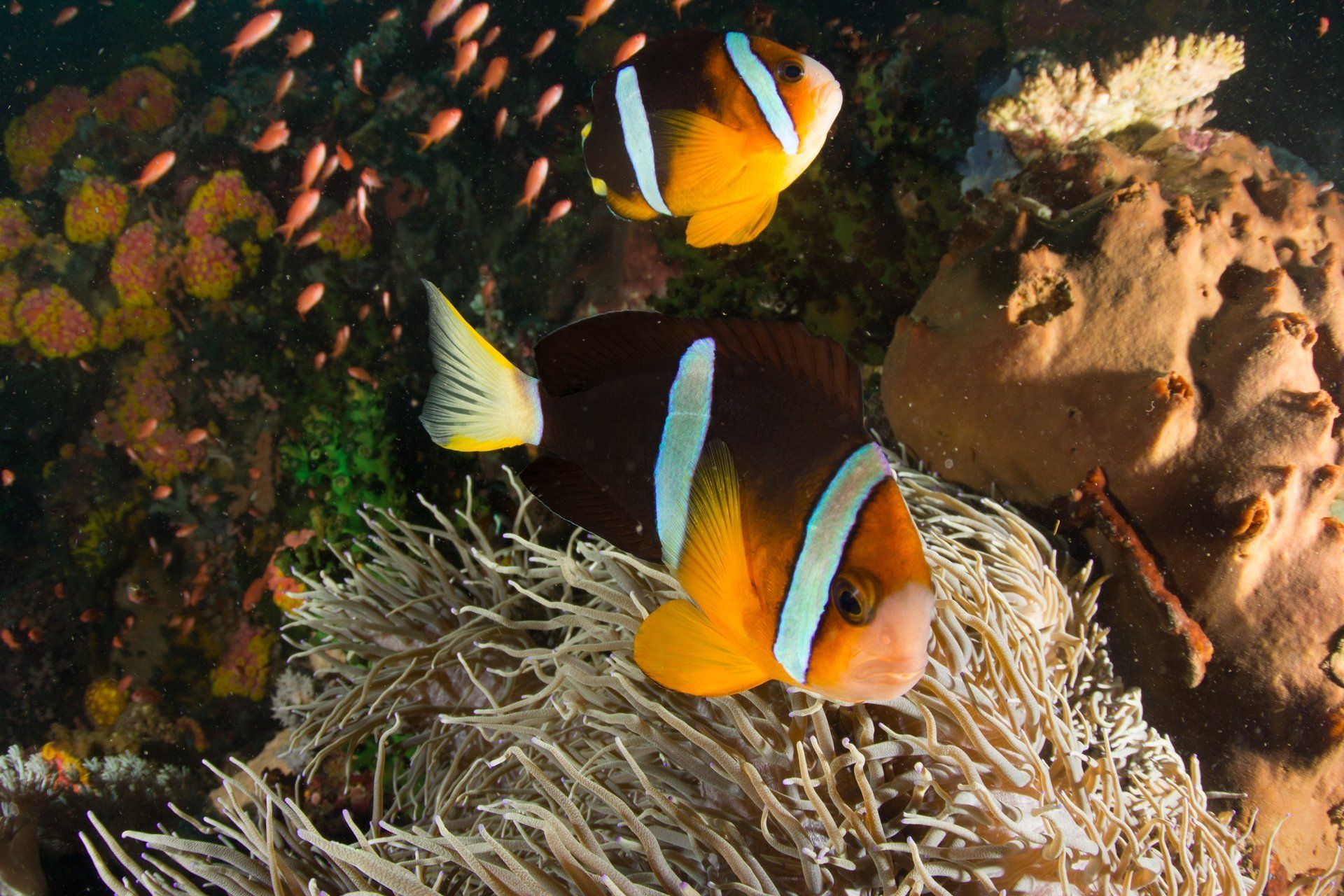 Clown fish and anemone