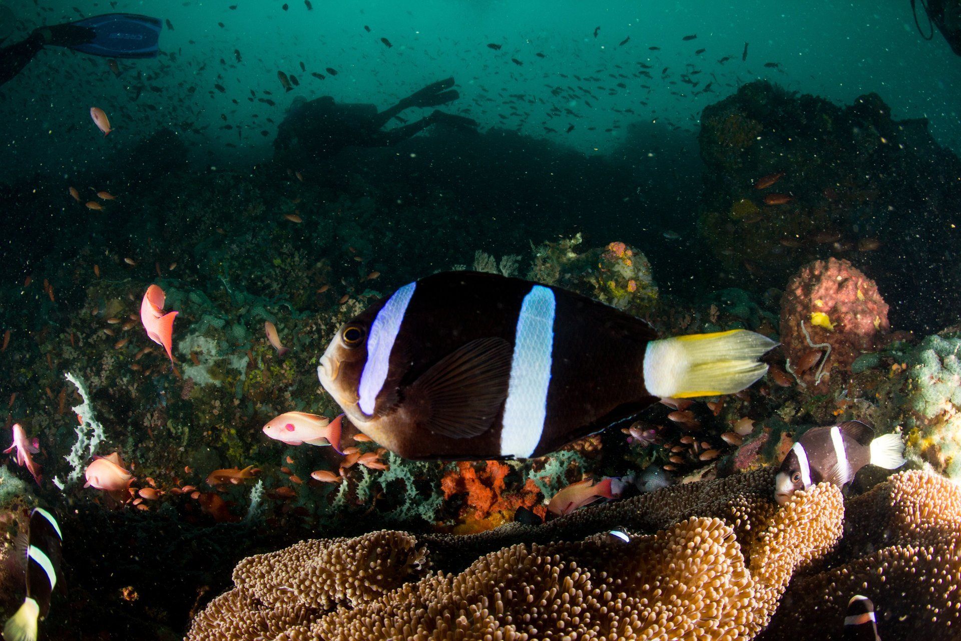 Night dive with plenty of fish