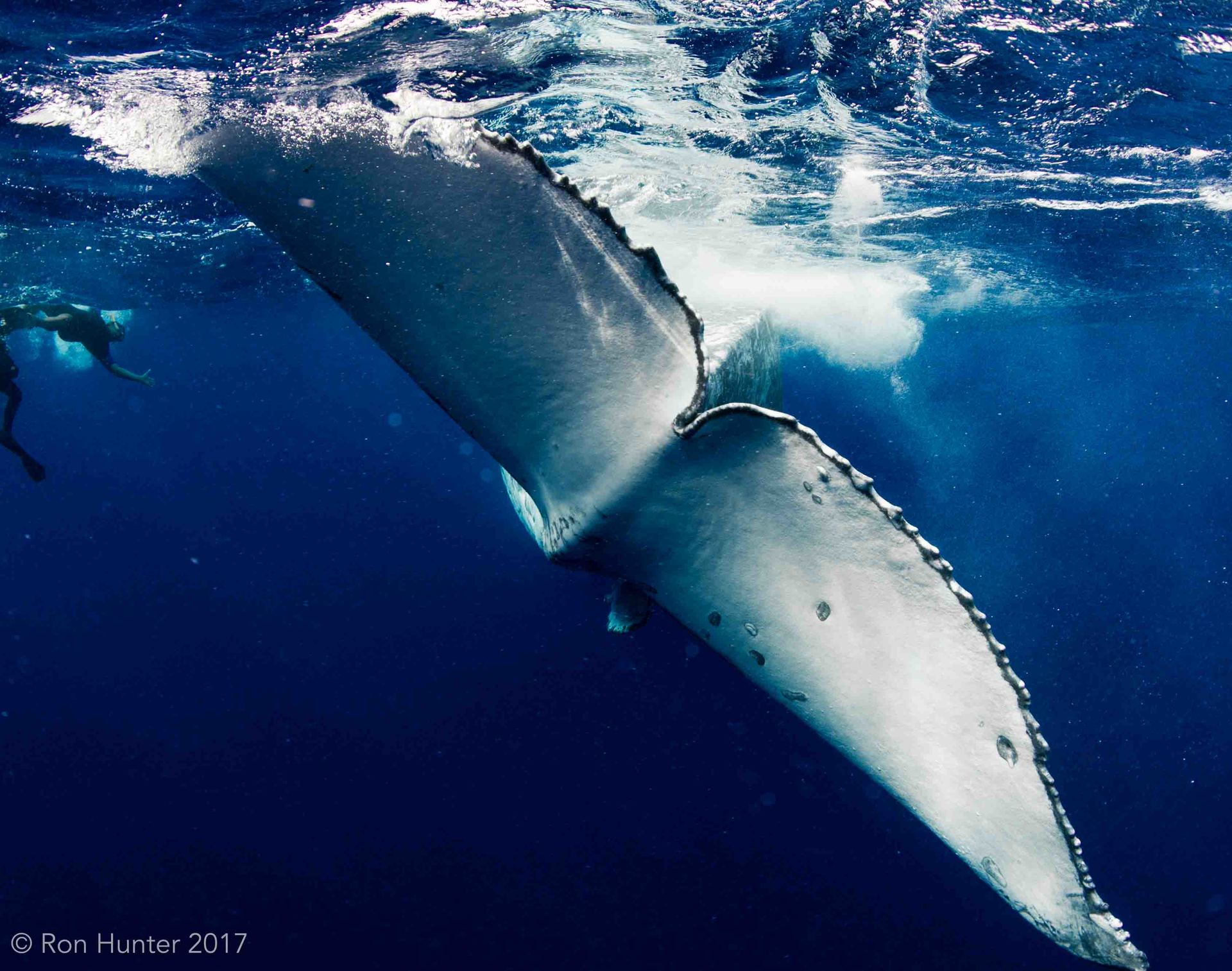 Humpback Whale tail