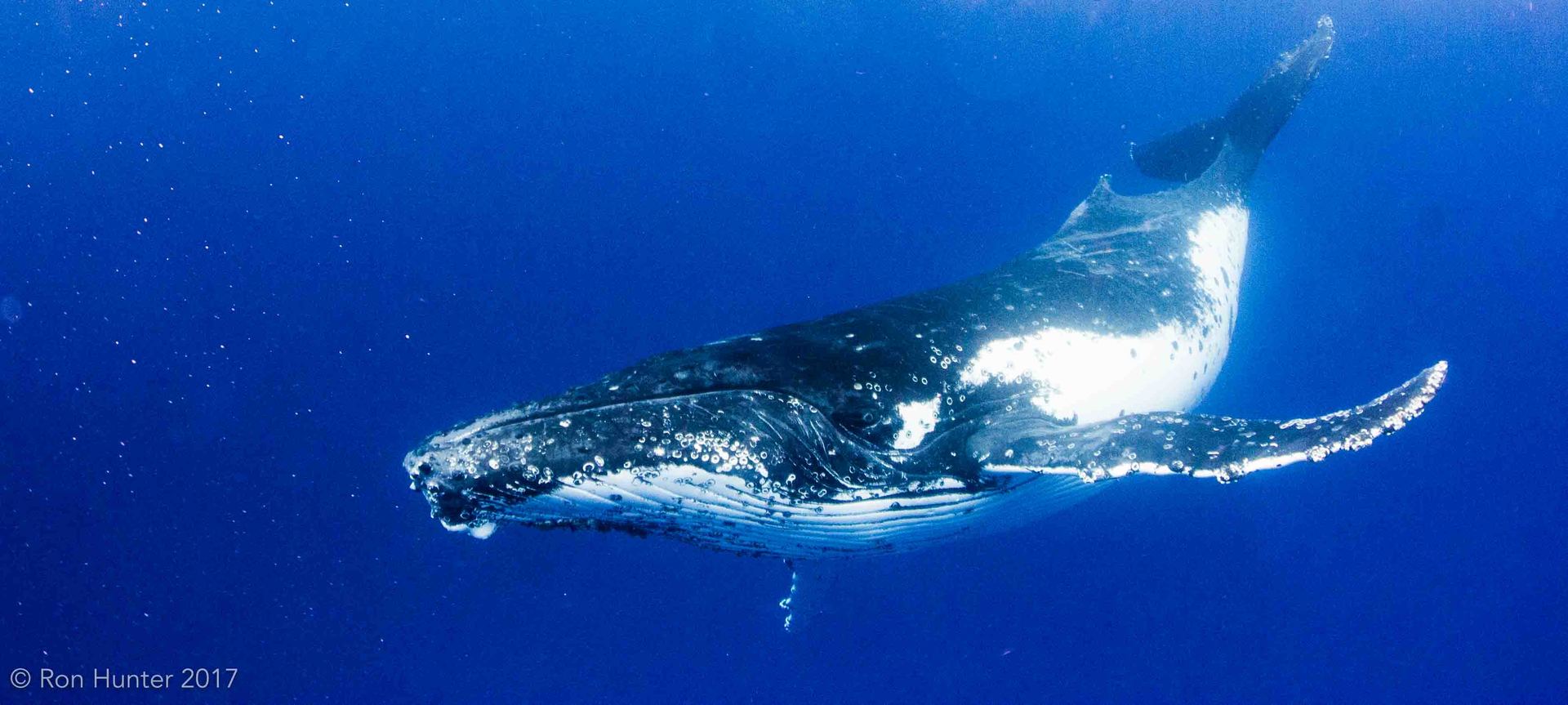 Humpback whale gliding by