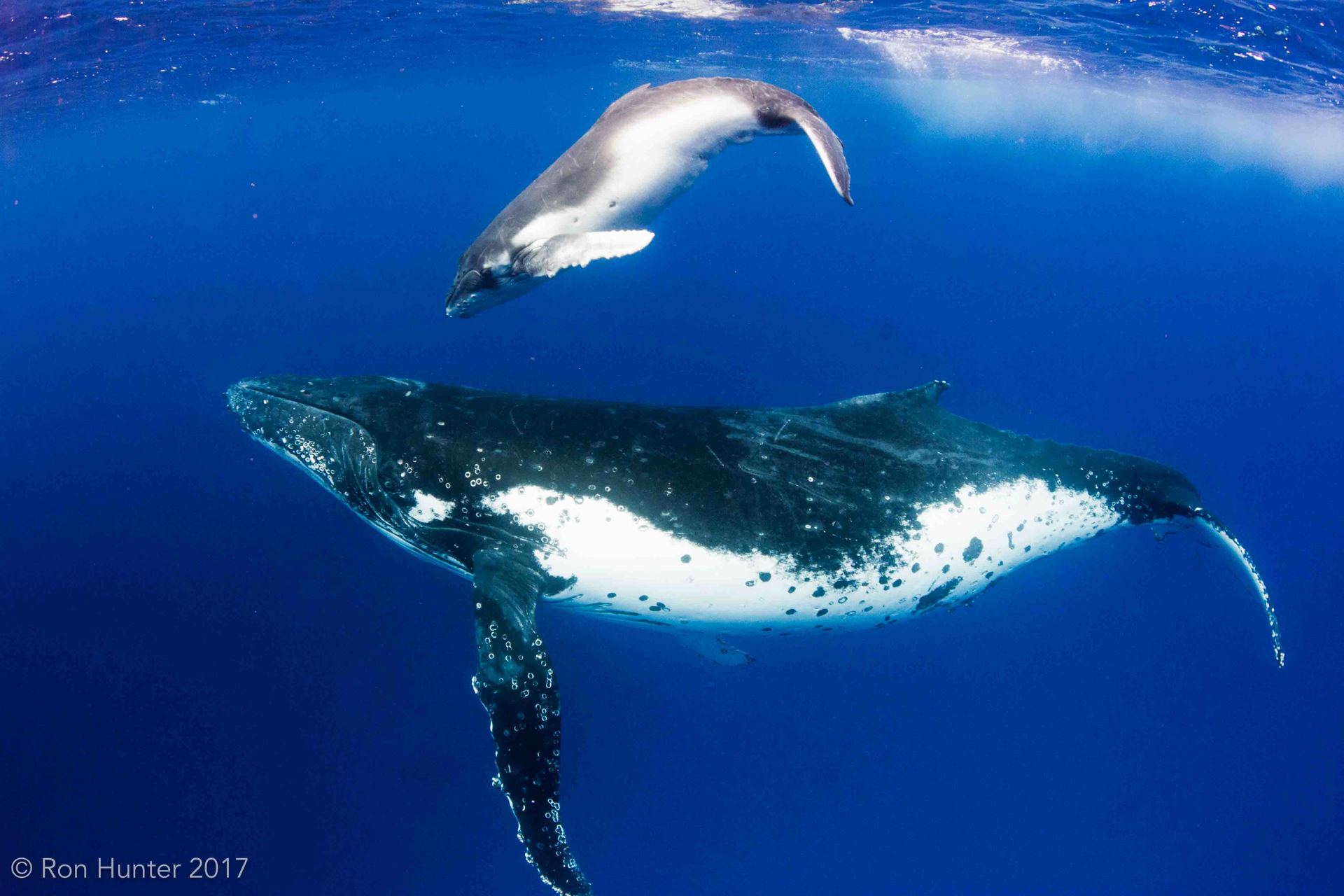 Mother whale with a calf above diving down from the surface
