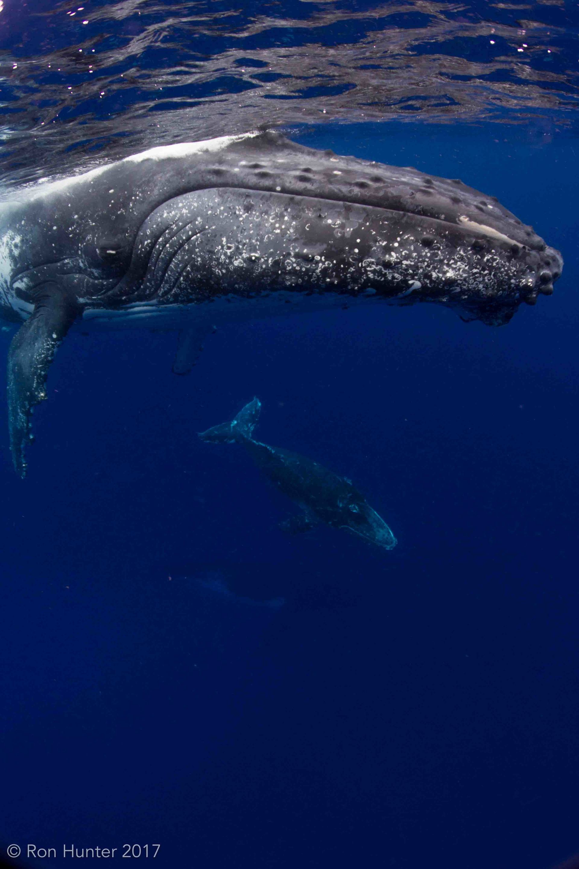 Three whales fading into the distance