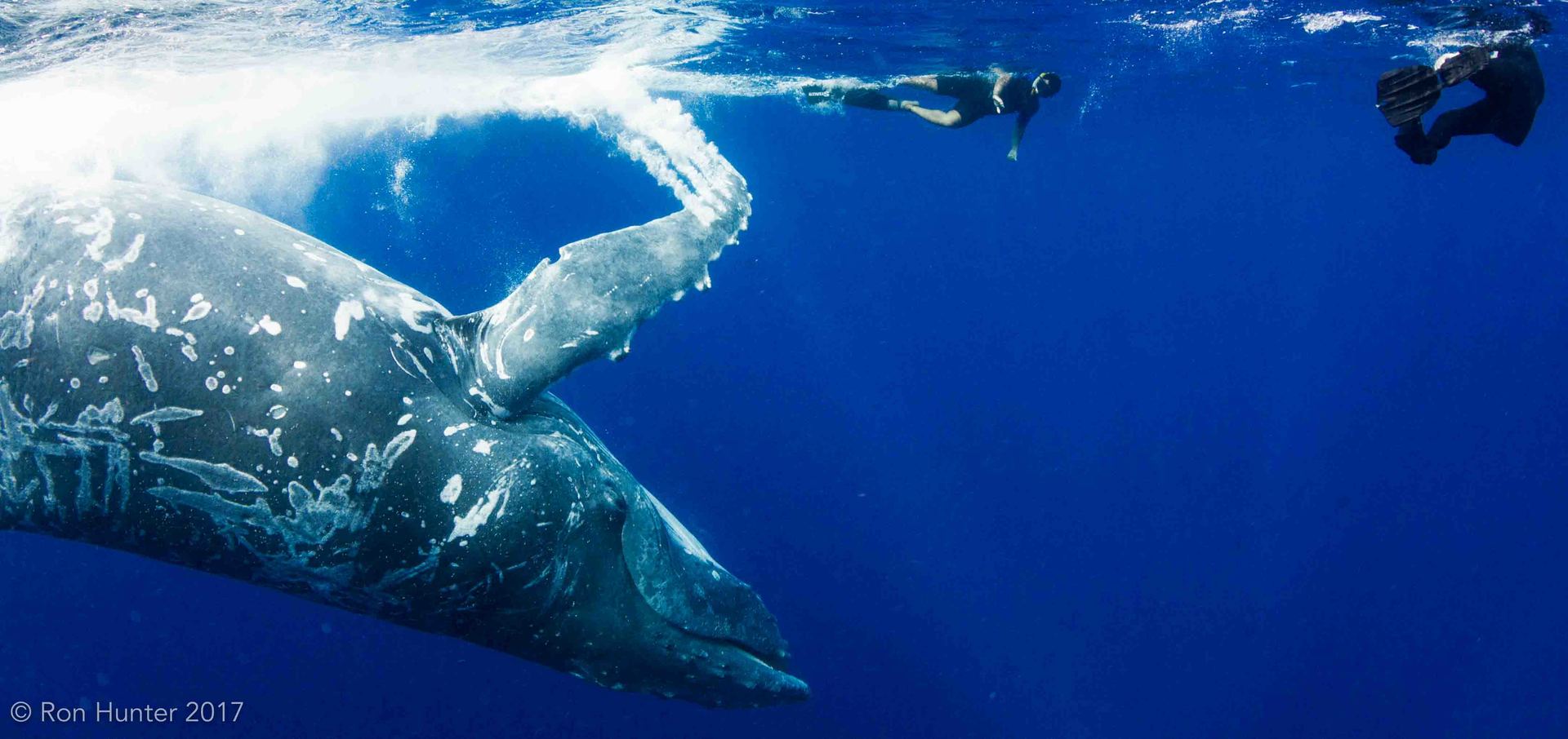 Humpback Whale upside down, swimming with 2 snorkelers