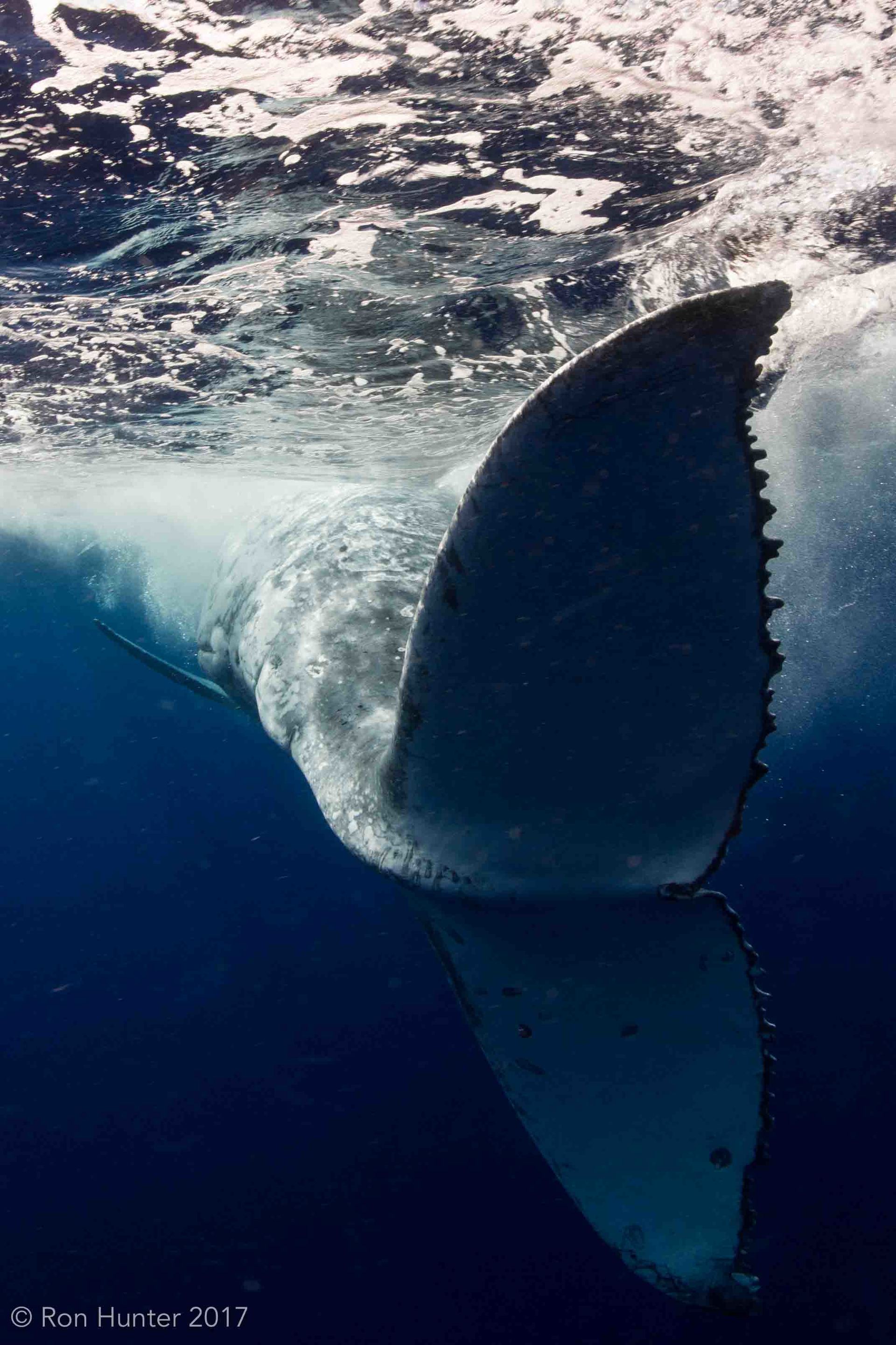 Humpback whale tail