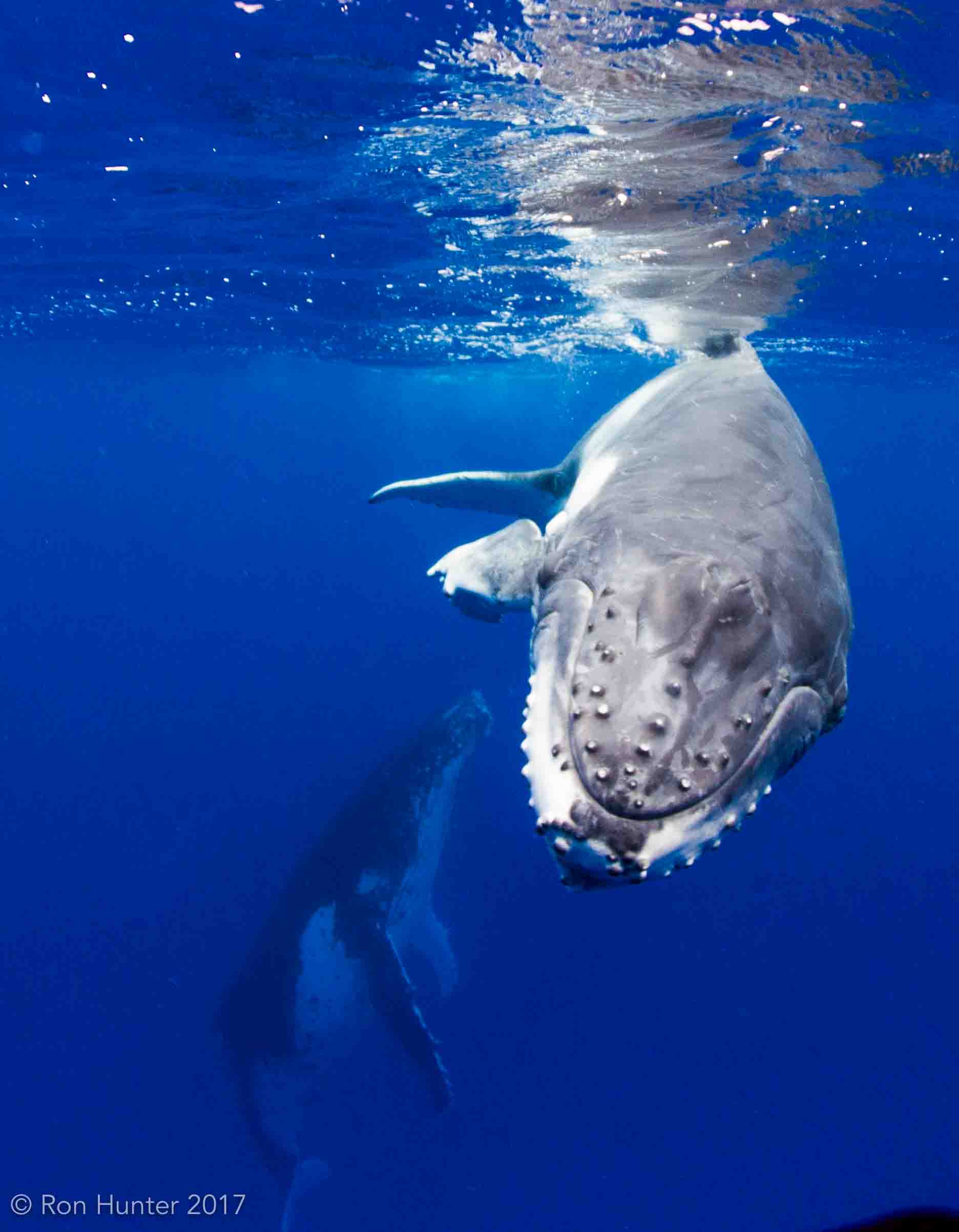 Head on with a Humpback, with another in the background
