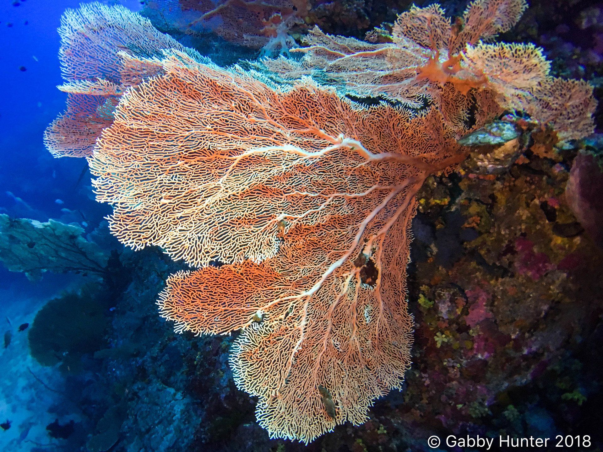 Giant orange sea fan
